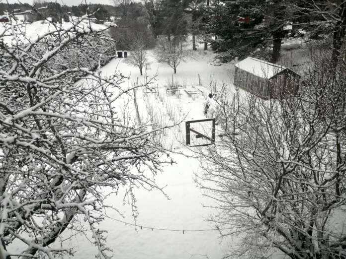 Alkuviikosta iskenyt takatalvi teki kiusaa niin ammattiviljelijöille kuin kotipuutarhureille. Kalannissa maisema oli tiistaina iltapäivällä hyvin talvinen.